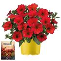 Afbeelding van Ms P12 Petchoa Red maple